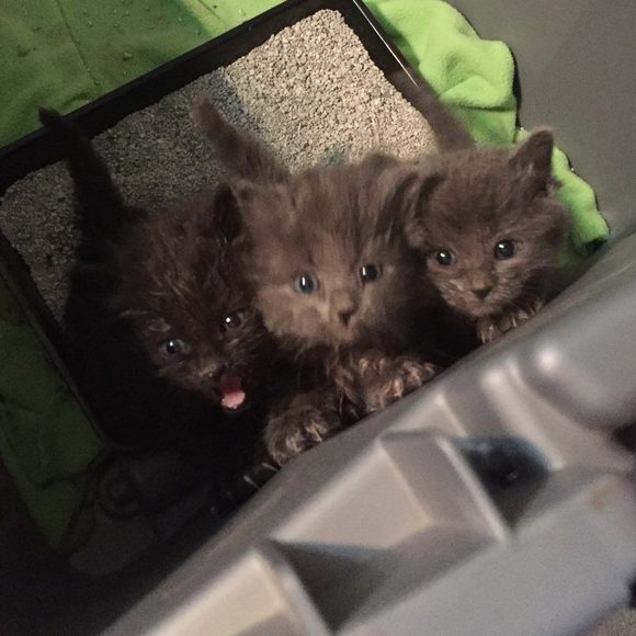 Meet your Posher, Sherri - Picture 1 of 1